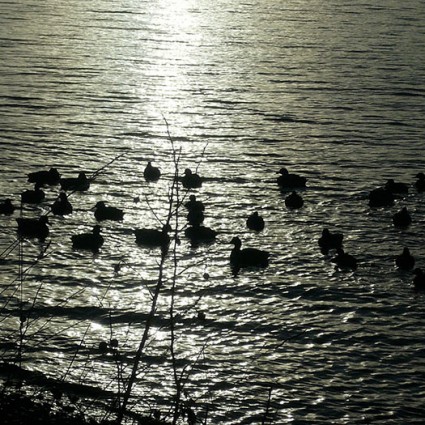 Birdwatching at sunset