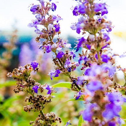 Late summer flowers in the gardens at Island Gateway