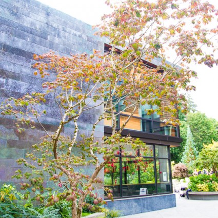 Maple underplanted with mahonia