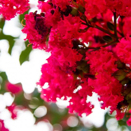 Lagerstroemeria, also called Crepe Myrtle, in bloom
