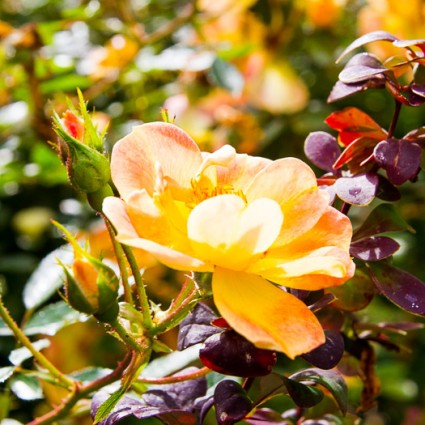 Pale yellow roses contrast with purple barberry