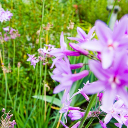 Tulbaghia violacea, also called Society Garlic, in bloom