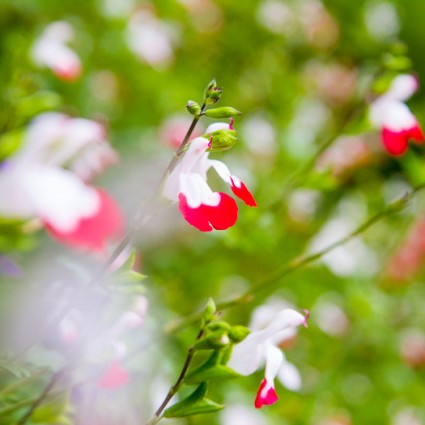 Salvia 'Hot Lips' in the gardens at The Island Gateway