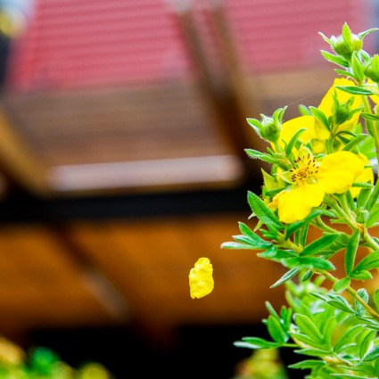 Shrubby yellow potentilla in late summer