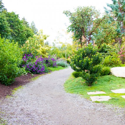 Gravel walks among the plantings